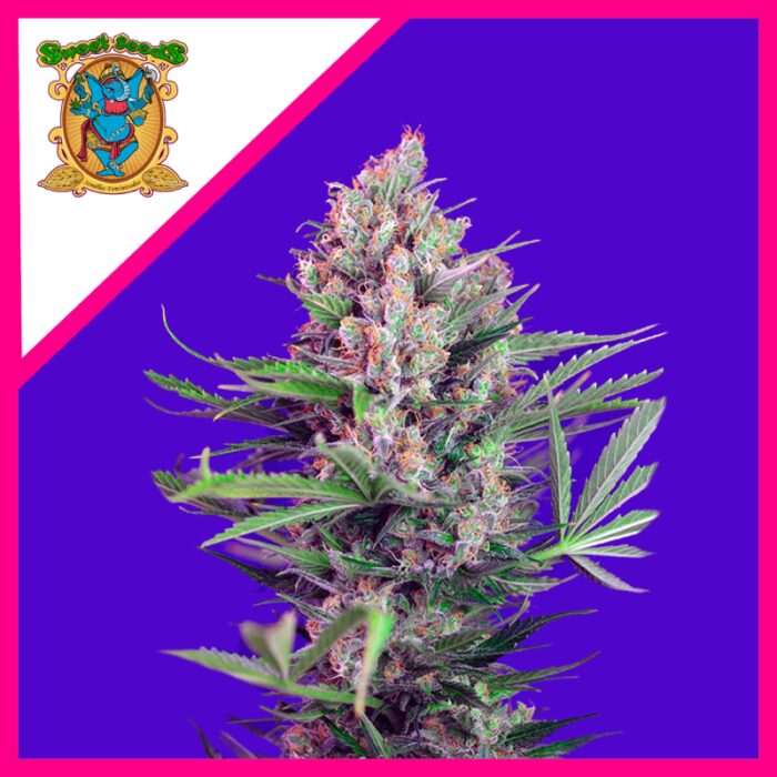 CREAM MANDARINE F1 FEM® X3+1-SWEET SEEDS