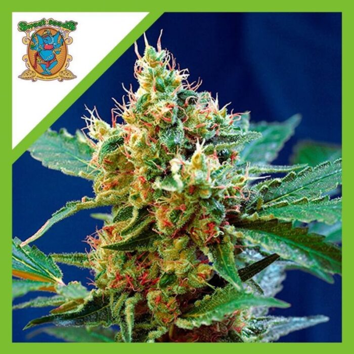 CREAM MANDARINE XL  AUTO® X3+1-SWEET SEEDS