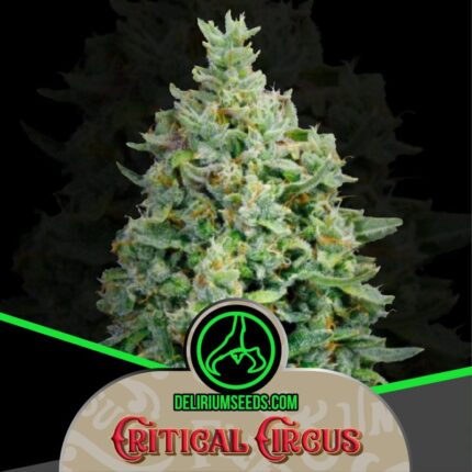 CRITICAL CIRCUS AUTO X1-DELIRIUM SEEDS