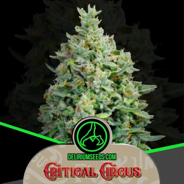 CRITICAL CIRCUS AUTO X2-DELIRIUM SEEDS