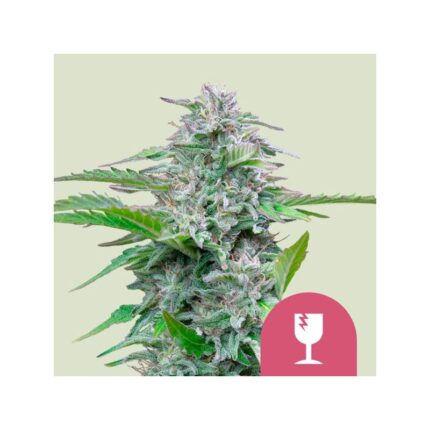 CRITICAL FEM X100-ROYAL QUEEN SEEDS