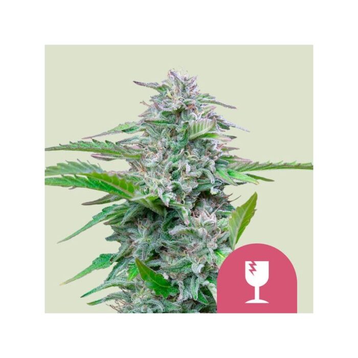 CRITICAL FEM X100-ROYAL QUEEN SEEDS