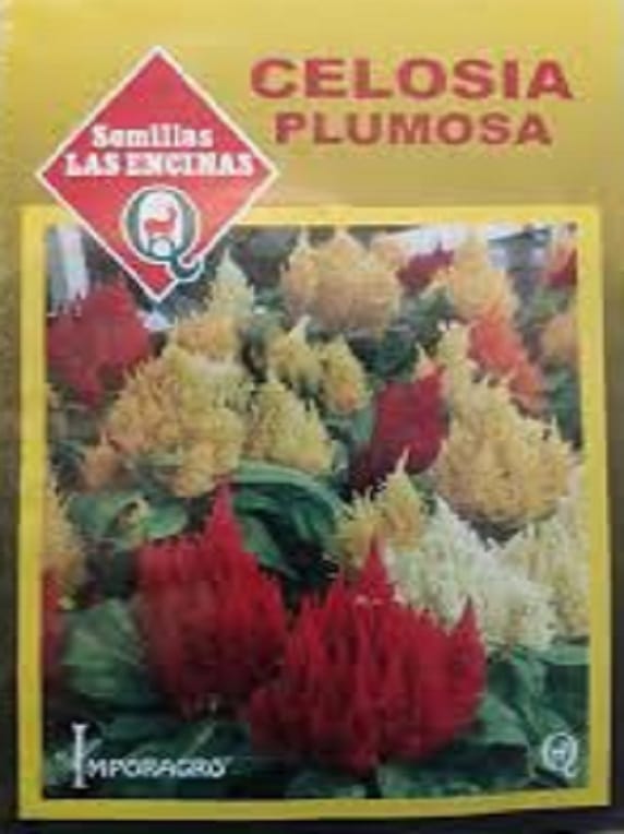 Celosia-Plumosa-Enana-2.jpg