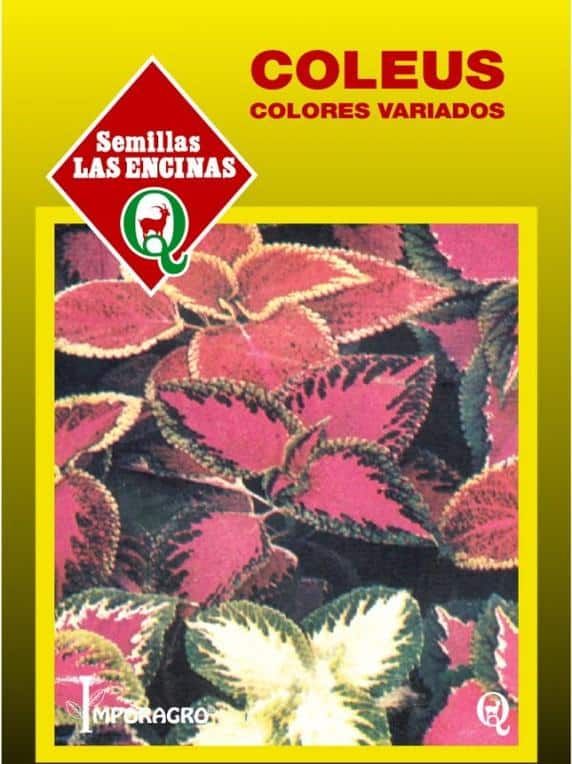 Coleus-Huertos-Alma-2.jpg