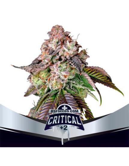 Critical +2 X12 - Bsf Seeds