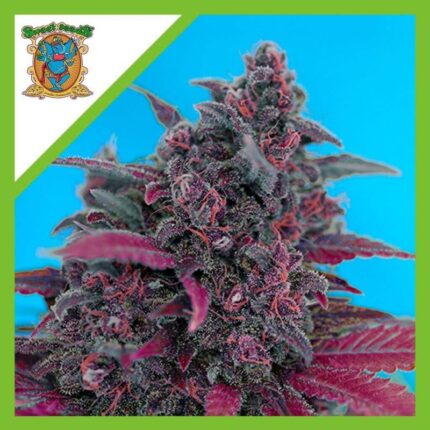 DARK DEVIL RED FAMILY  AUTO® X3+1-SWEET SEEDS