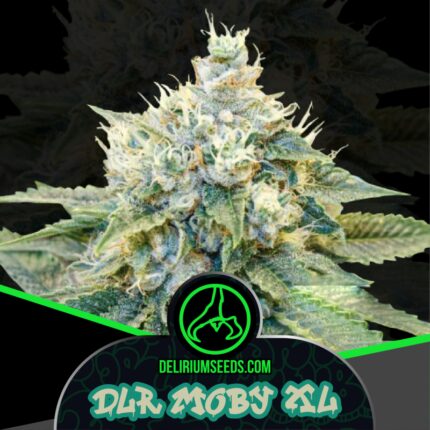 DLR MOBY XL FEM X4-DELIRIUM SEEDS