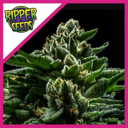 DO-G  FEM X3-RIPPER SEEDS