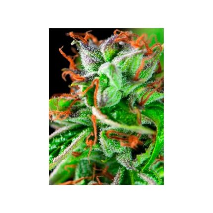 DOUBLE OG HAZE FEM X3+1-PYRAMID SEEDS