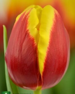 Bulbo de Tulipán Denmark Rojo con Amarillo