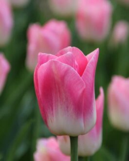 Bulbo de Tulipán Dinasty Fucsia con Blanco