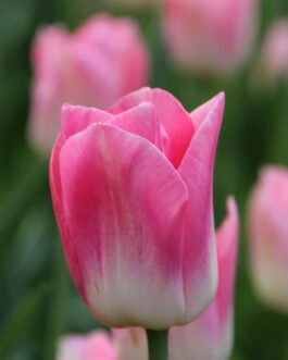 Bulbo de Tulipán Dinasty Fucsia con Blanco