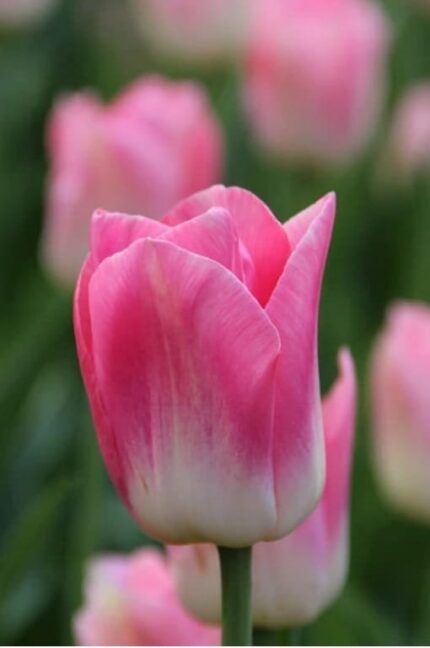 Bulbo de Tulipán Dinasty Fucsia con Blanco