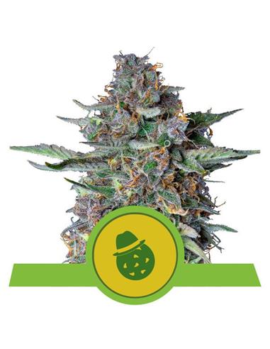 Do-si-dos Auto X3 - Royal Queen Seeds