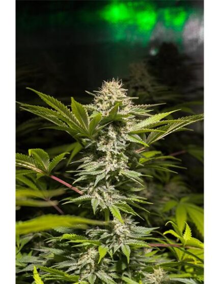 Dulce High Kick X3 - Spanish Passion Seeds