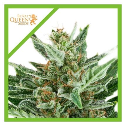 EASY BUD AUTO X3-ROYAL QUEEN SEEDS