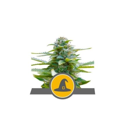 EXOTIC WITCH REG. X10-ROYAL QUEEN SEEDS