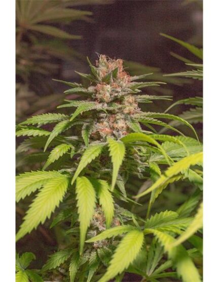 El Chapo Haze X3 - Spanish Passion Seeds