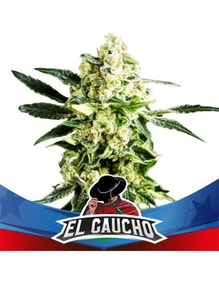 El Gaucho Faster X2 Star Players - Bsf Seeds