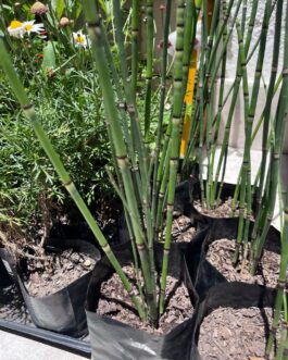 Planta de Equisetum