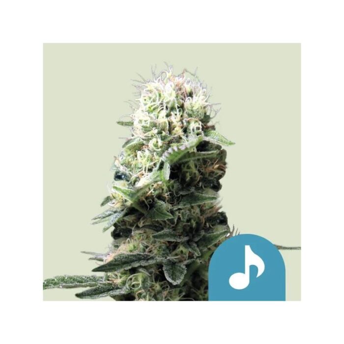 FAST EDDY CBD AUTO X1-ROYAL QUEEN SEEDS