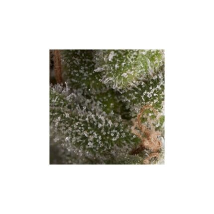 FRESH CANDY AUTO X5+2 -PYRAMID SEEDS