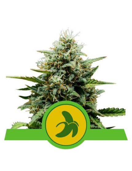 Fat Banana Auto X10 - Royal Queen Seeds