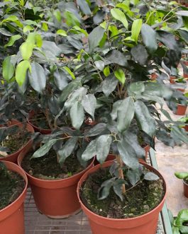 Ficus Benjamina Negro Planta de Interior