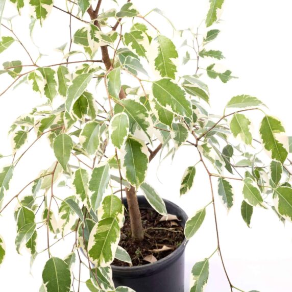 Ficus Variegado Planta de Interior - Imagen 2