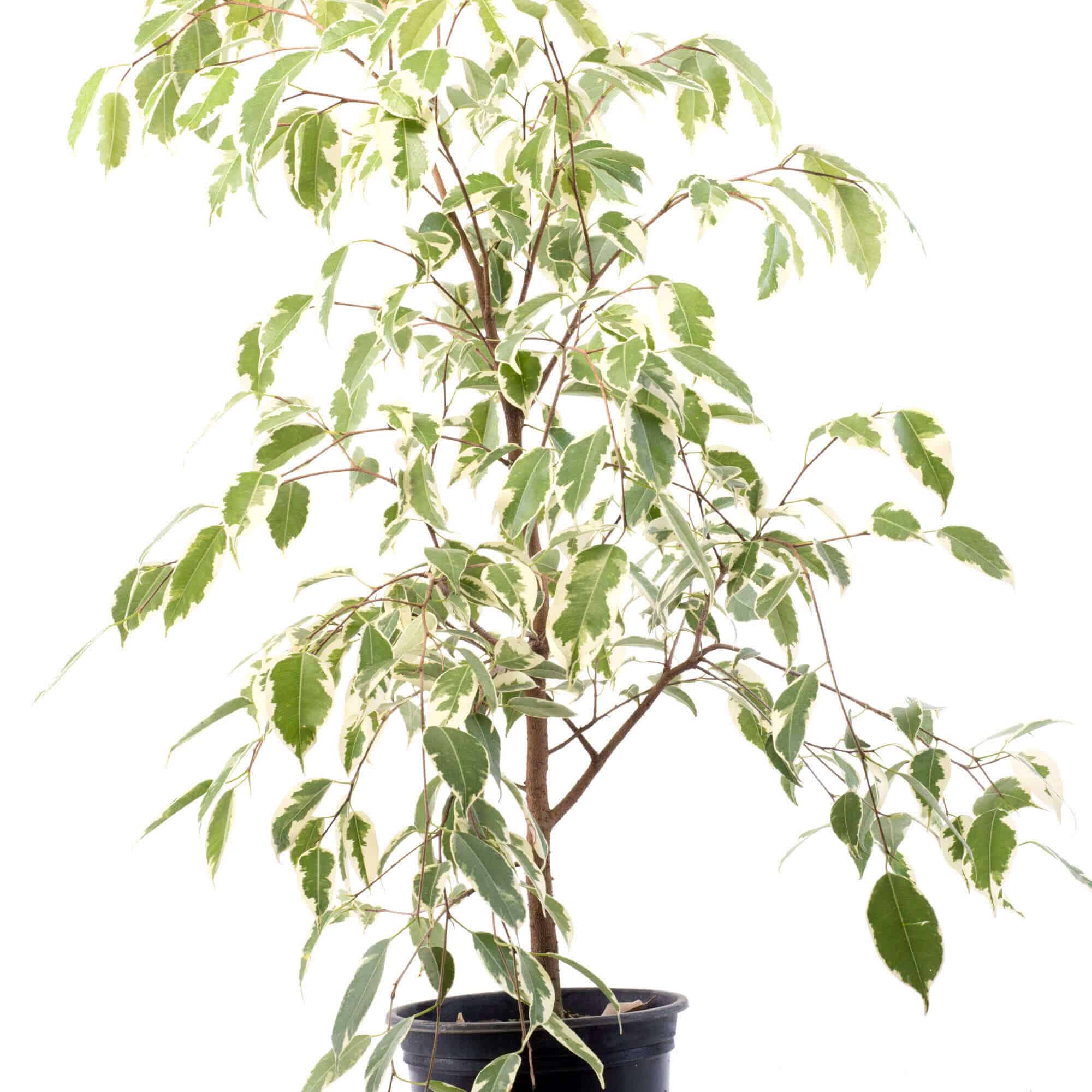 Ficus-Variegado-3.jpg