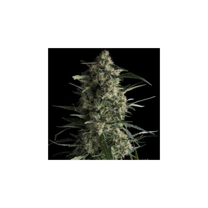 GALAXY  FEM X5+2-PYRAMID SEEDS