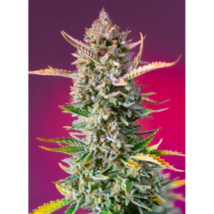 GORILLA SHERBET F1 FEM® X3+1-SWEET SEEDS