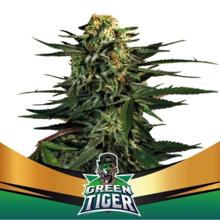 GREEN TIGER FAST FEM X2-BSF