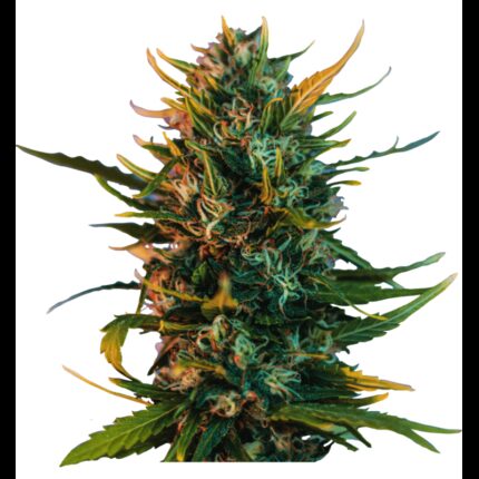 HIGH FREQUENCY FEM X4 - BEAT SEEDS