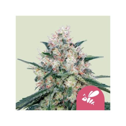 HONEY CREAM FAST FEM X100-ROYAL QUEEN SEEDS