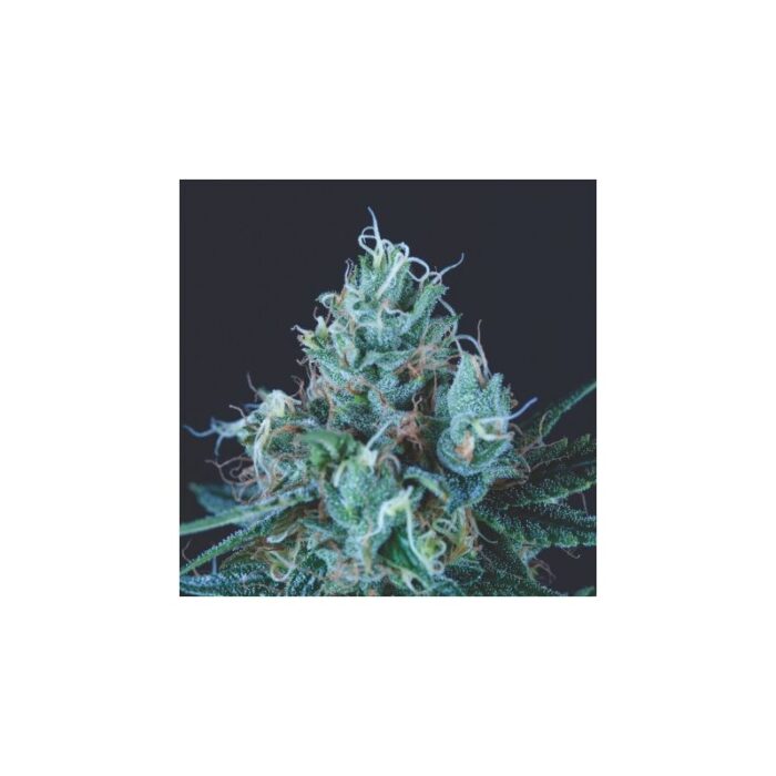 ICE CREAM FEM X3+1-PYRAMID SEEDS