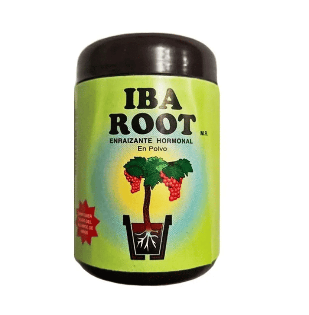 Iba-Root-2.png