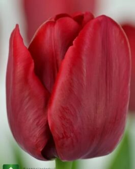 Bulbo de Tulipán Ile De France