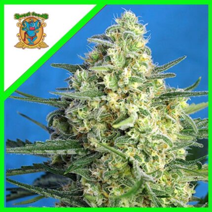 JACK 47 XL AUTO® X100-SWEET SEEDS