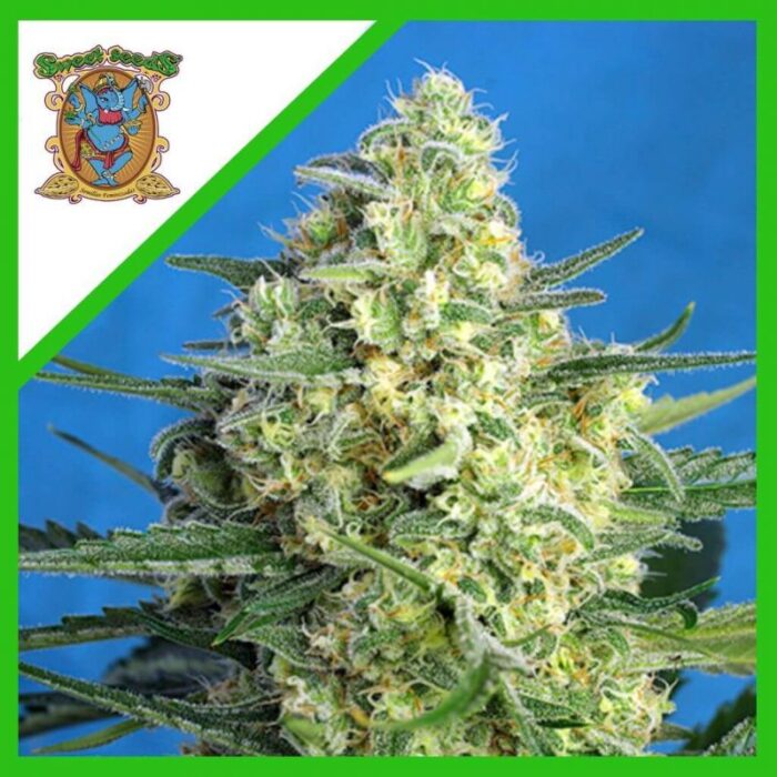 JACK 47 XL  AUTO® X5+2-SWEET SEEDS