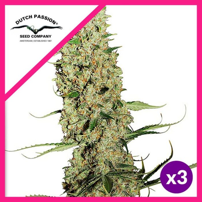 JORGE S DIAMOND FEM X3-DUTCH PASSION