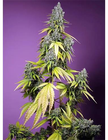 Jet Fuel Mandarine Xl 3+1 Auto - Sweet Seeds