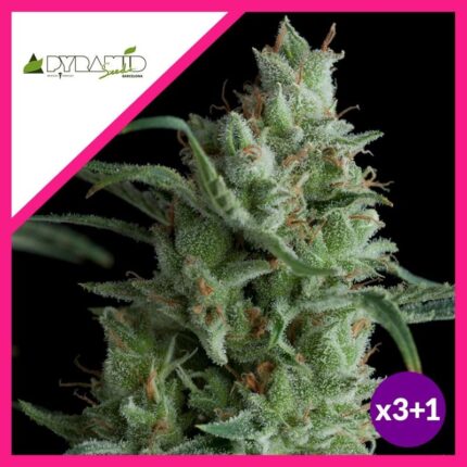 KRYPTONITE  FEM X3+1-PYRAMID SEEDS