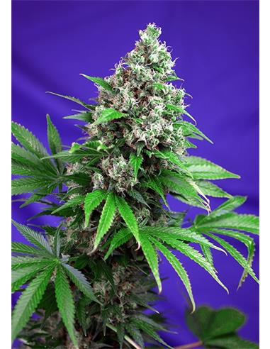 Killer Kush Fast Version X3+1 - Sweet Seeds