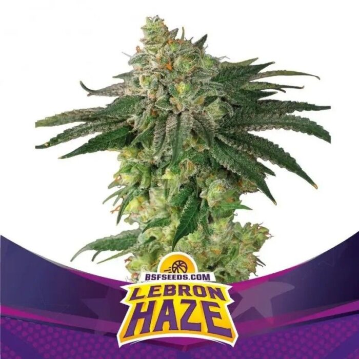 LEBRON HAZE  FEM X2-BSF