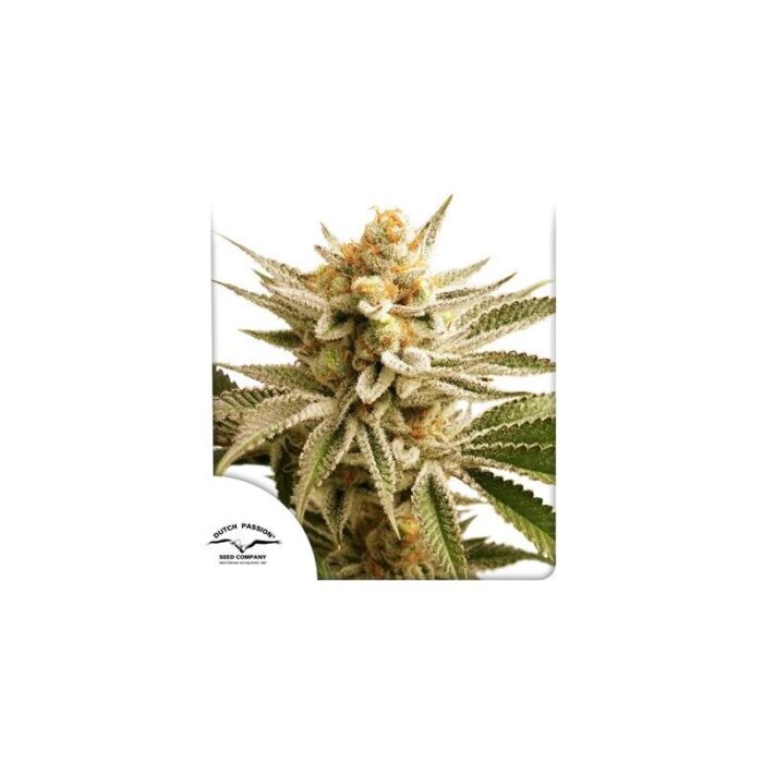 LEMON Z FEM X25-DUTCH PASSION