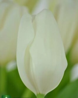 Bulbo de Tulipán Lanka Blanca