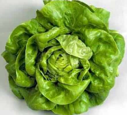 Lechuga-Espanola-Divina-mantecosa-verano-otono-primavera-1-2.jpeg