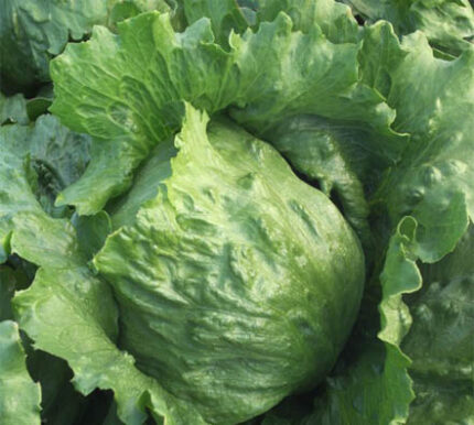 Semillas de Lechuga Milanesa Parker 100 Grs