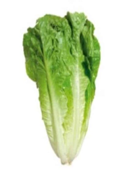 Semillas de Lechuga Costina Parris Island 500 Grs